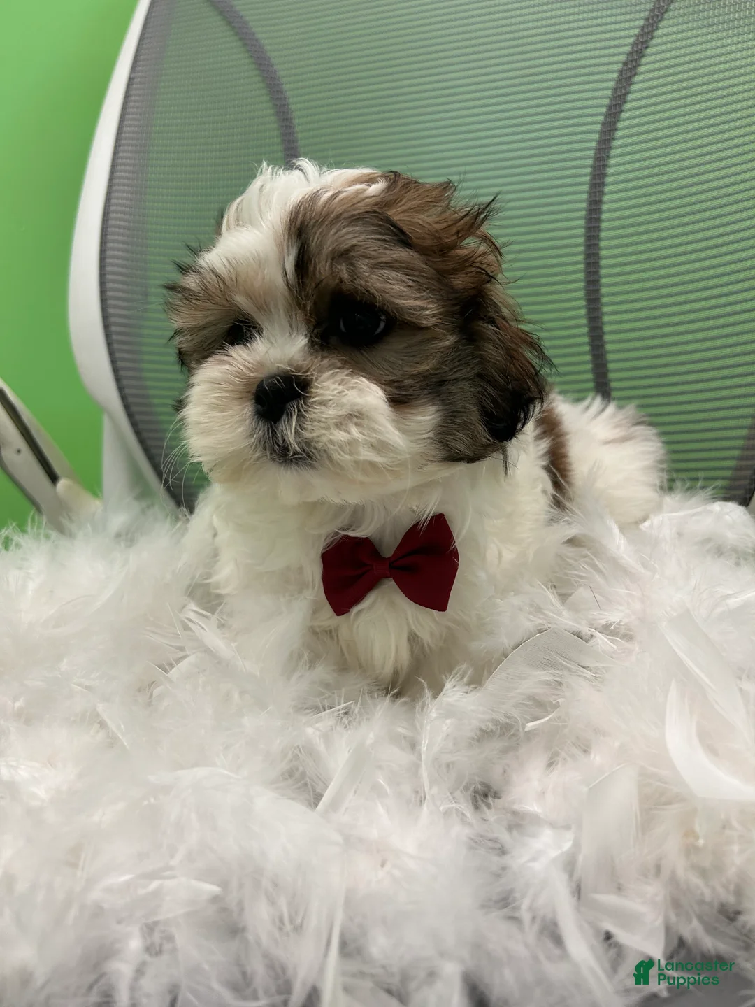 Malshi dogs for sale: Malshi Puppy 1 - Ad 2