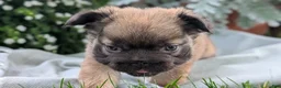 French Bulldog dogs for sale: Olive - Ad 12