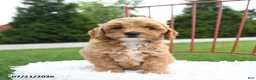 Cockapoo dogs for sale: Leah - Ad 4