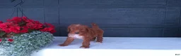 Goldendoodle dogs for sale: Peanut - Ad 2