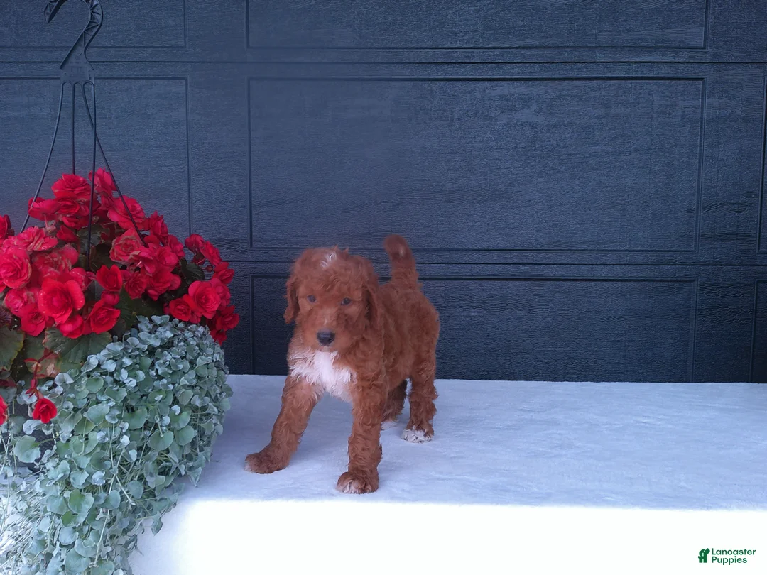 Goldendoodle dogs for sale: Peanut - Ad 2