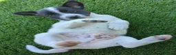 Mixed Breed dogs for sale: Mixed Breed 2 - Ad 5