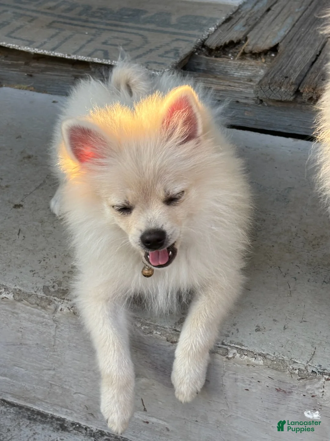 Pomeranian dogs for sale: Gideon - Ad 2