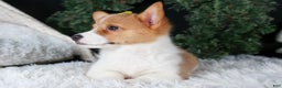 Welsh Corgi Pembroke dogs for sale: Izzy - Ad 4