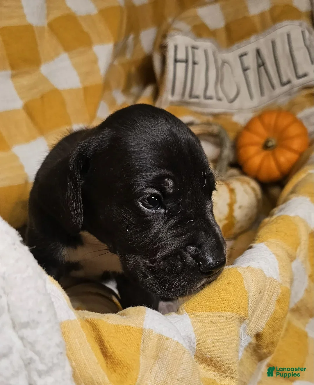 Great Dane dogs for sale: Ebony - Ad 5