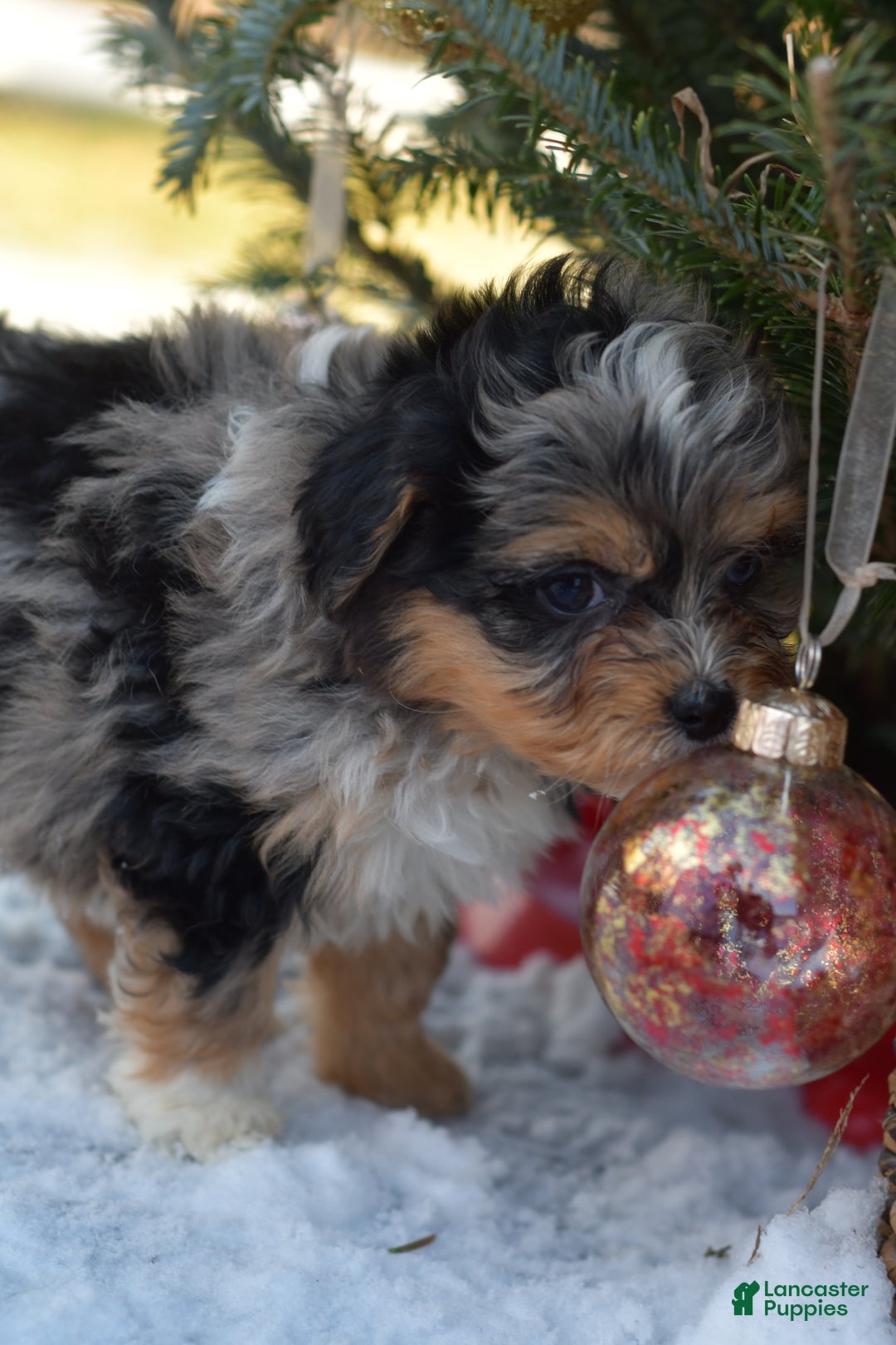 Mini Aussiedoodle dogs for sale: Jackson - Ad 15