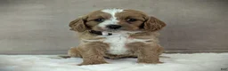 Cavapoo dogs for sale: Lily - Ad 3