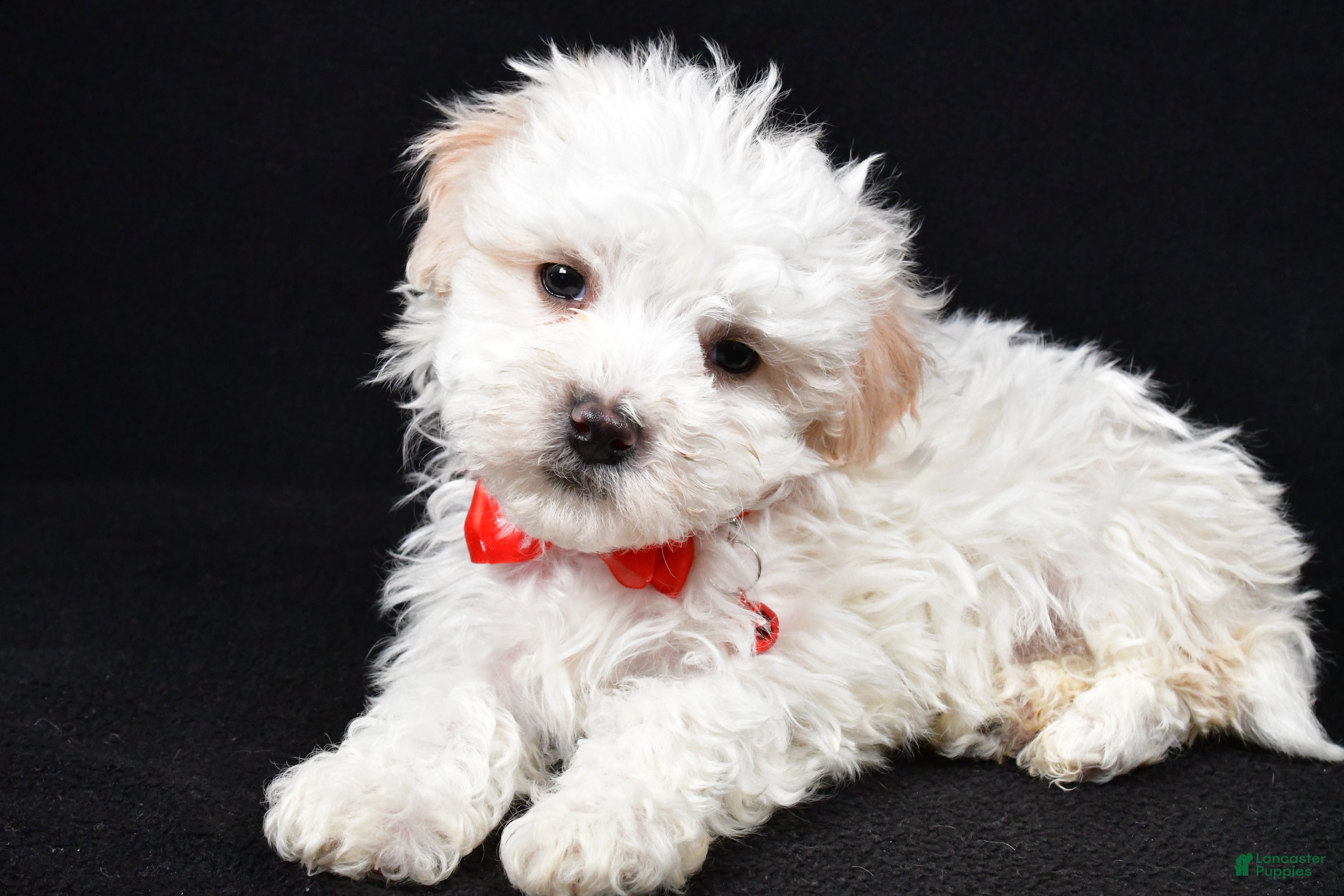 Maltipoo dogs Valen - Ad 9