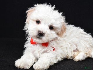 Maltipoo dogs Valen - Ad 6