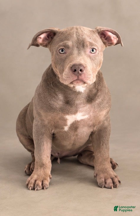 American Bully dogs American Bully 8 - Ad 1