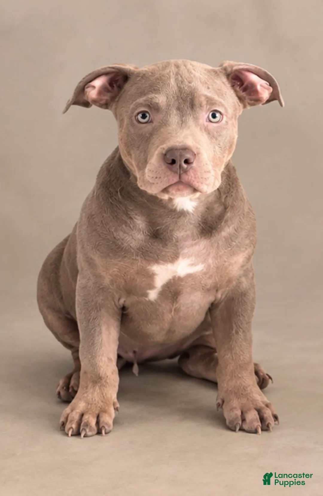 American Bully dogs for sale: American Bully 8 - Ad 1