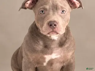 American Bully dogs American Bully 8 - Ad 1