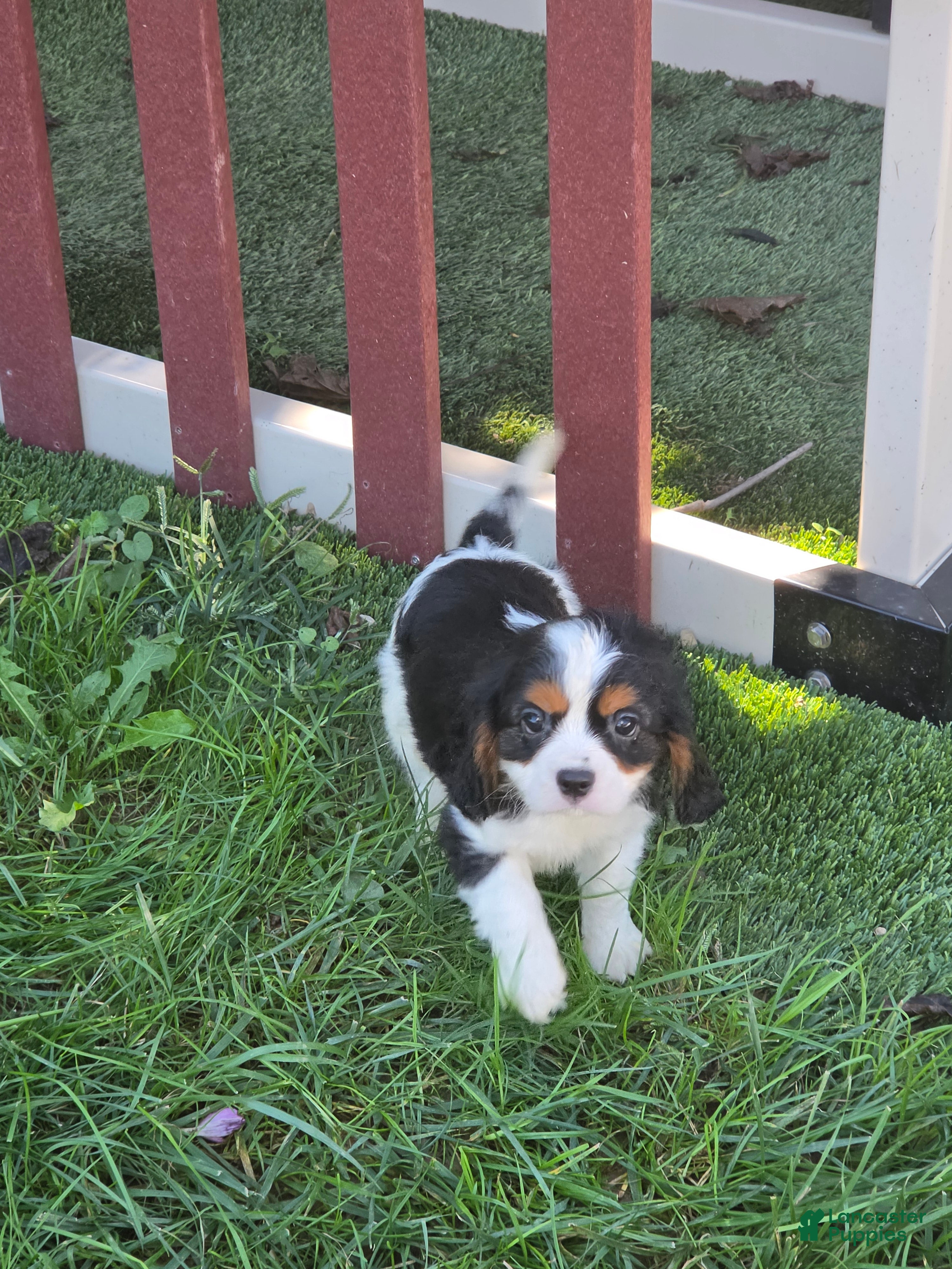 Cavalier King Charles Spaniel dogs Tucker - Ad 1