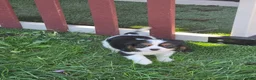 Cavalier King Charles Spaniel dogs for sale: Tucker - Ad 1