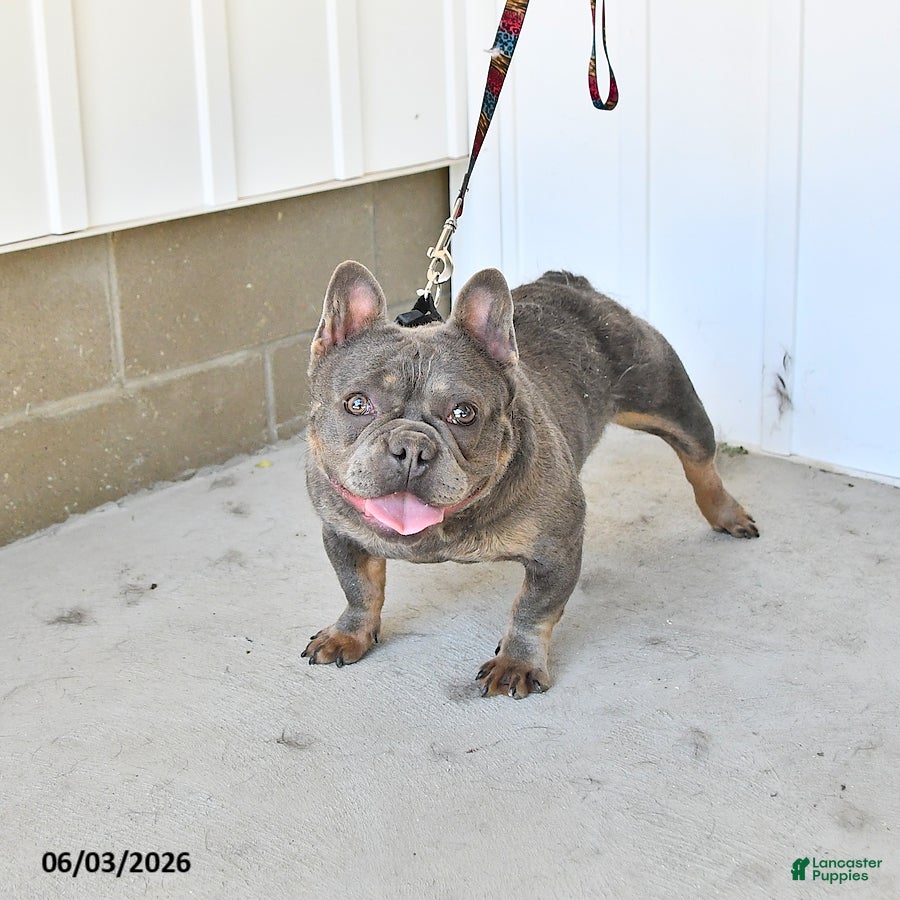 French Bulldog dogs for sale: Gracie - Ad 5