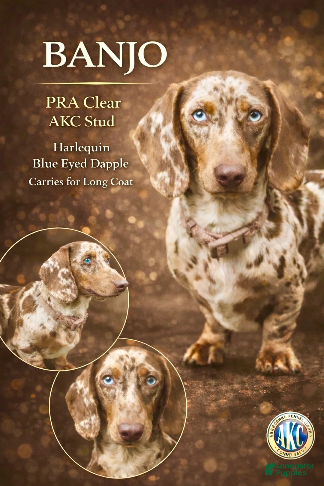 Miniature Dachshund dogs for sale: Blue Eyes Full AKC! - Ad 1