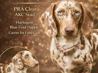 Miniature Dachshund dogs Blue Eyes Full AKC! - Ad 35