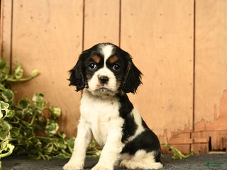 Cockalier dogs - Ad 9