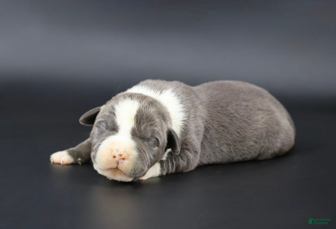 American Bully dogs for sale: Velvet - Ad 1