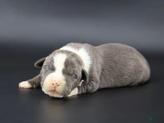 American Bully dogs Velvet - Ad 39