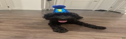 Yorkiepoo dogs for stud: Yorkiepoo - Ad 8