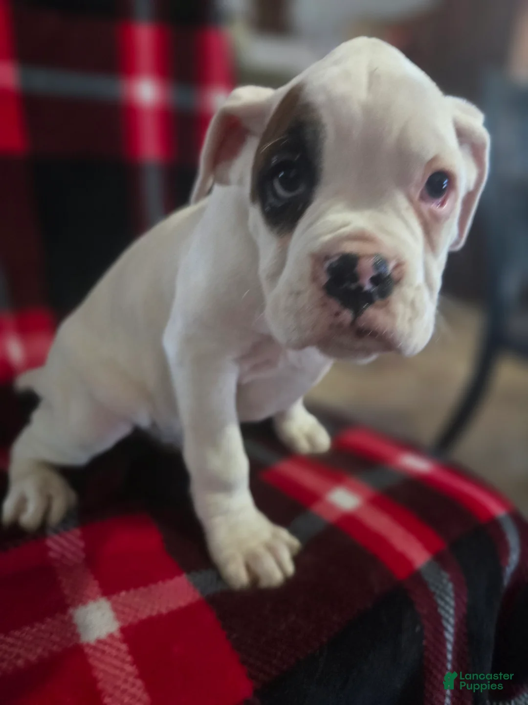 Boxer dogs for sale: Jimmy - Ad 6