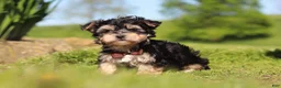 Morkie dogs for sale: Scooby - Ad 6