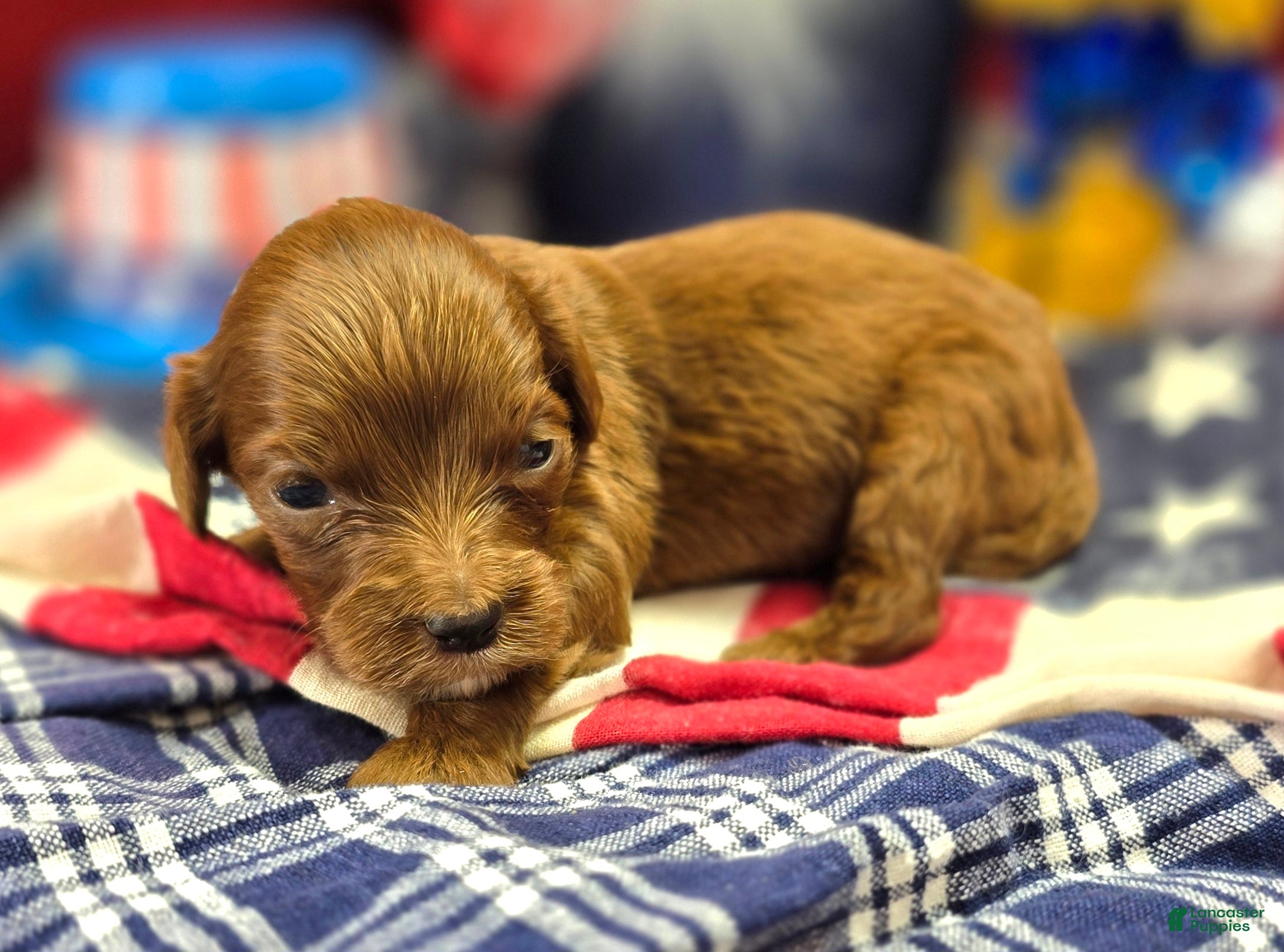 Cockapoo dogs Emily - Ad 17