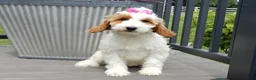 Mini Goldendoodle dogs for sale: Princess-MEDIUM - Ad 7