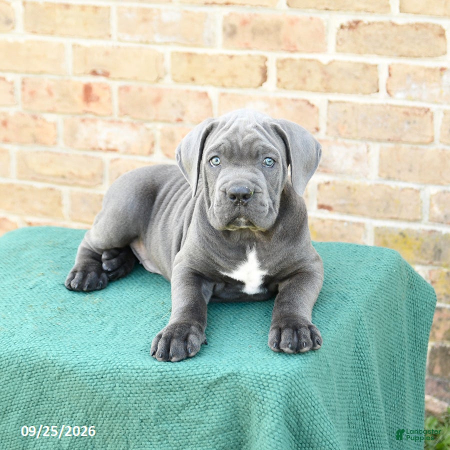 Cane Corso dogs Felix - Ad 2