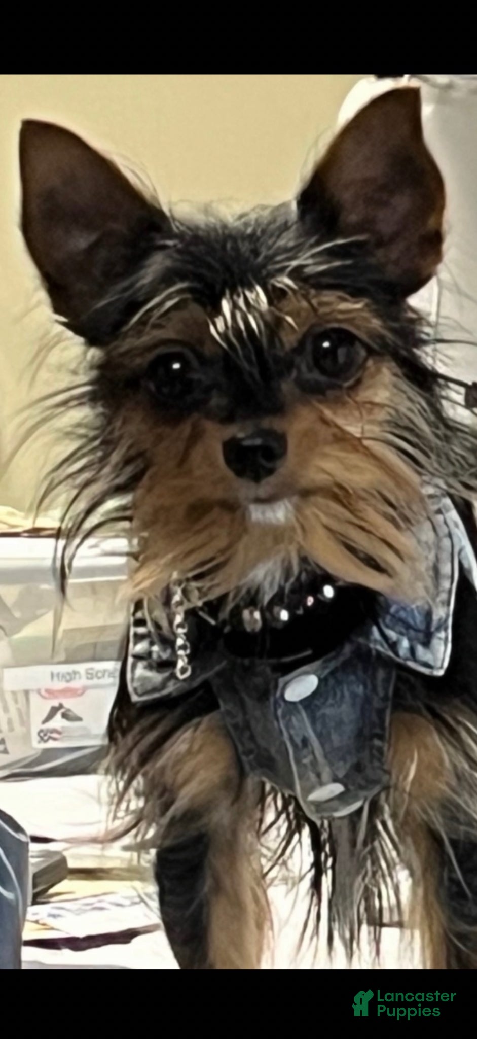 Mixed Breed dogs Sandy  - Ad 2