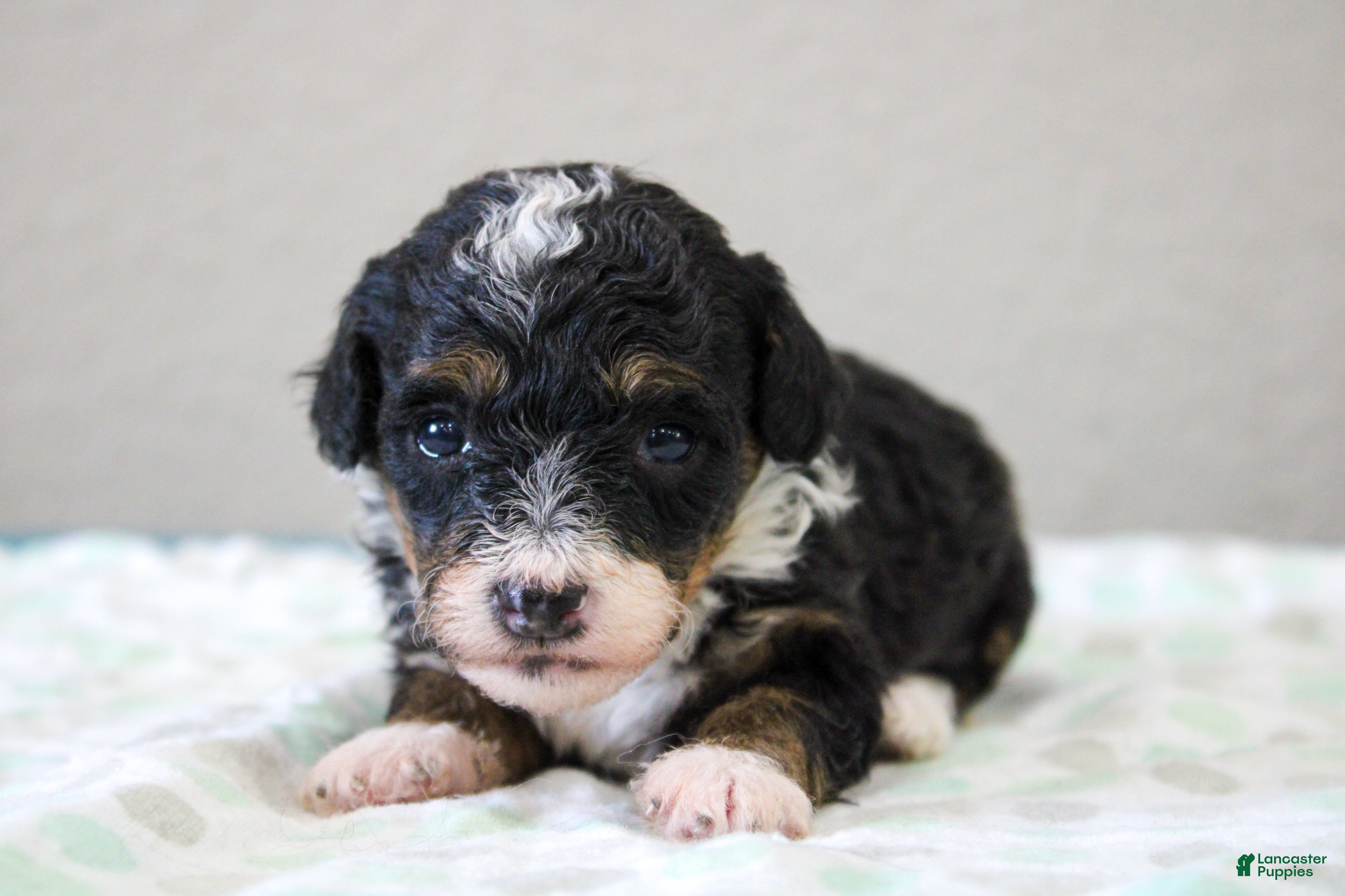 Mini Bernedoodle dogs Sadie  - Ad 2
