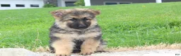 German Shepherd dogs for sale: Elliot - Ad 3