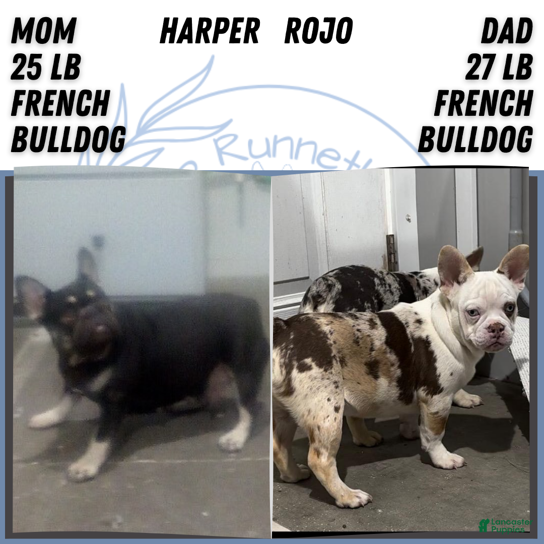 French Bulldog dogs for sale: Xander - Ad 12