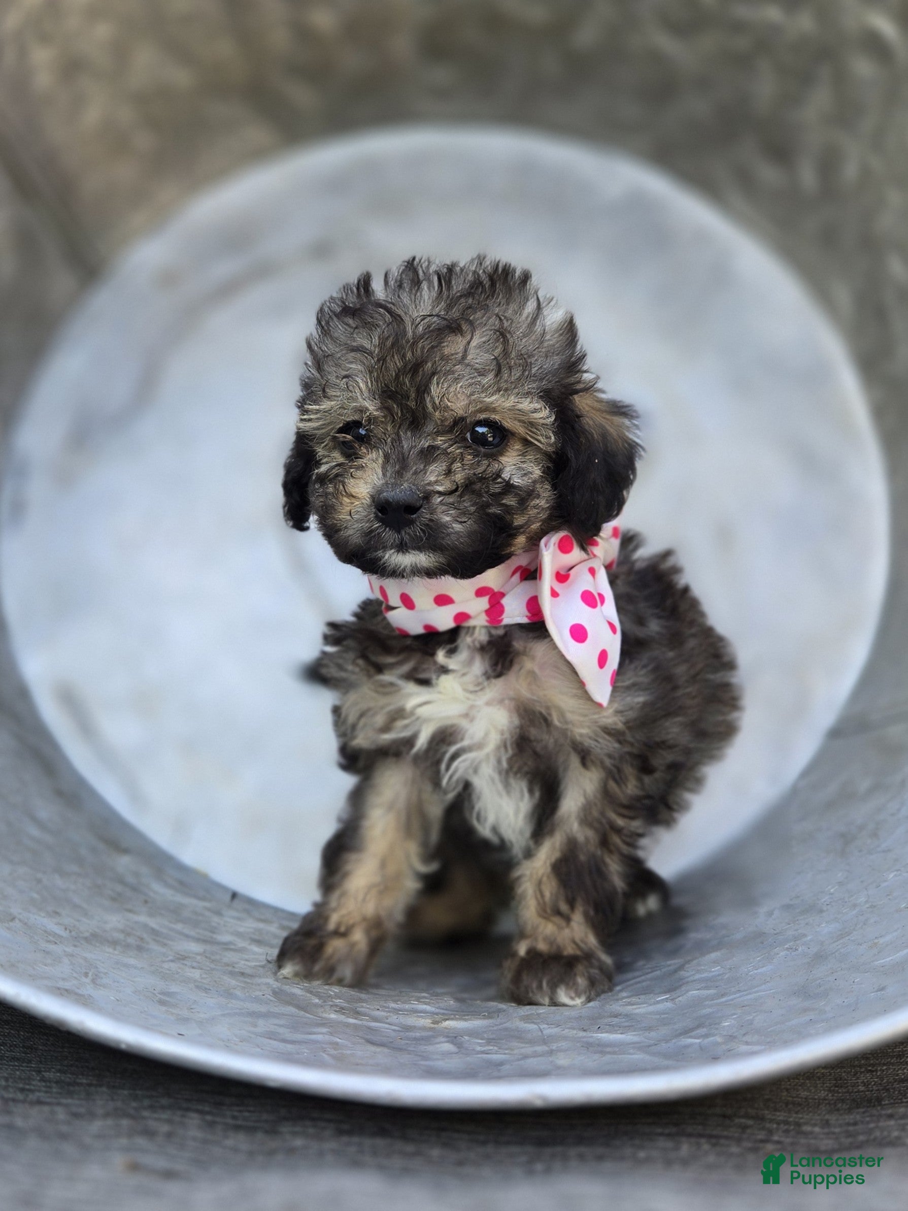 Miniature Poodle dogs Debbie - Ad 2