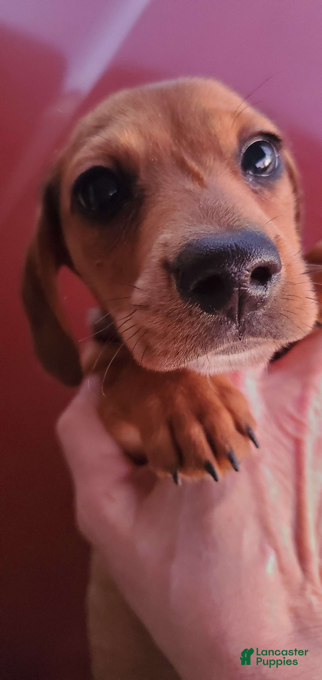Dachshund dogs for sale: Jolly - Ad 9