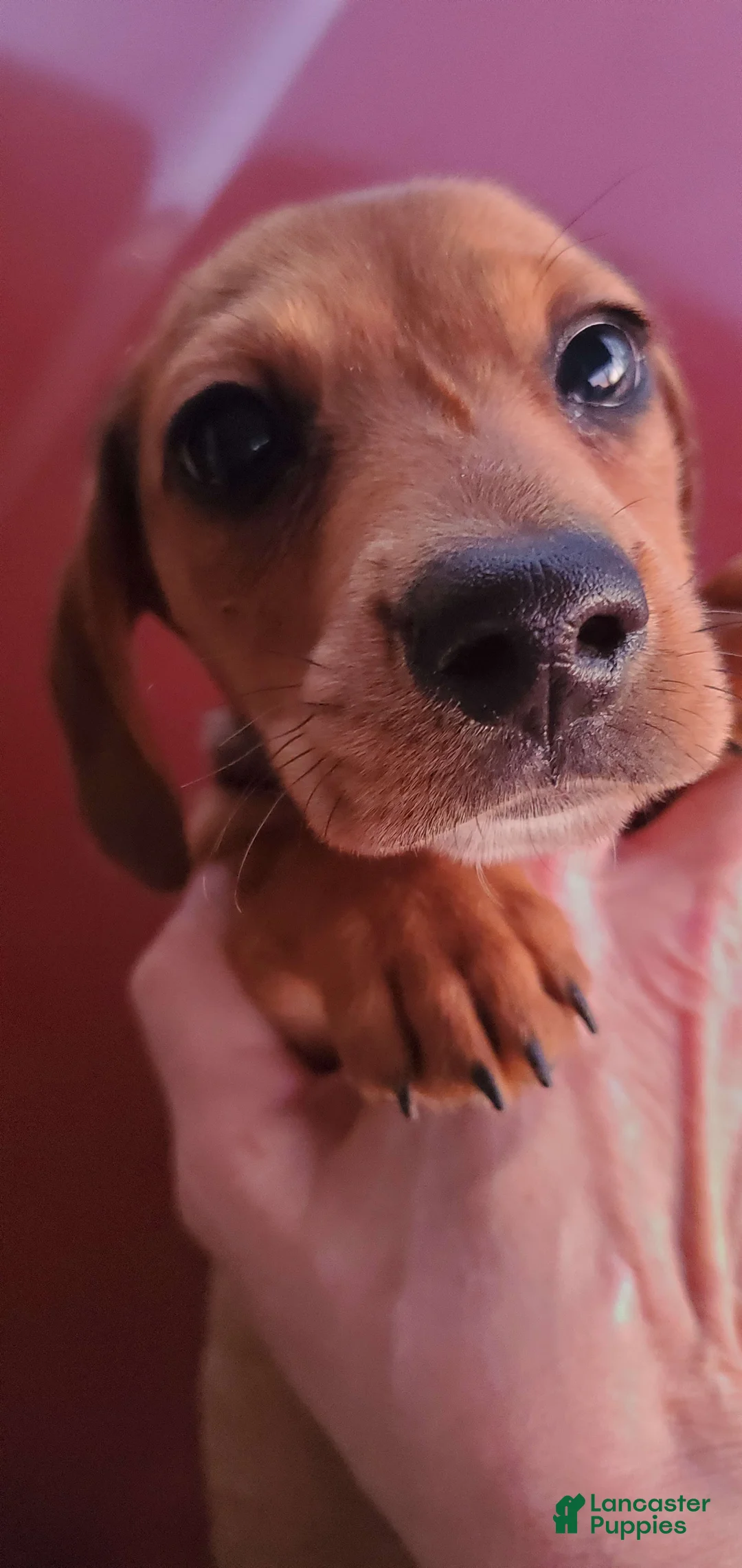 Dachshund dogs for sale: Jolly - Ad 10