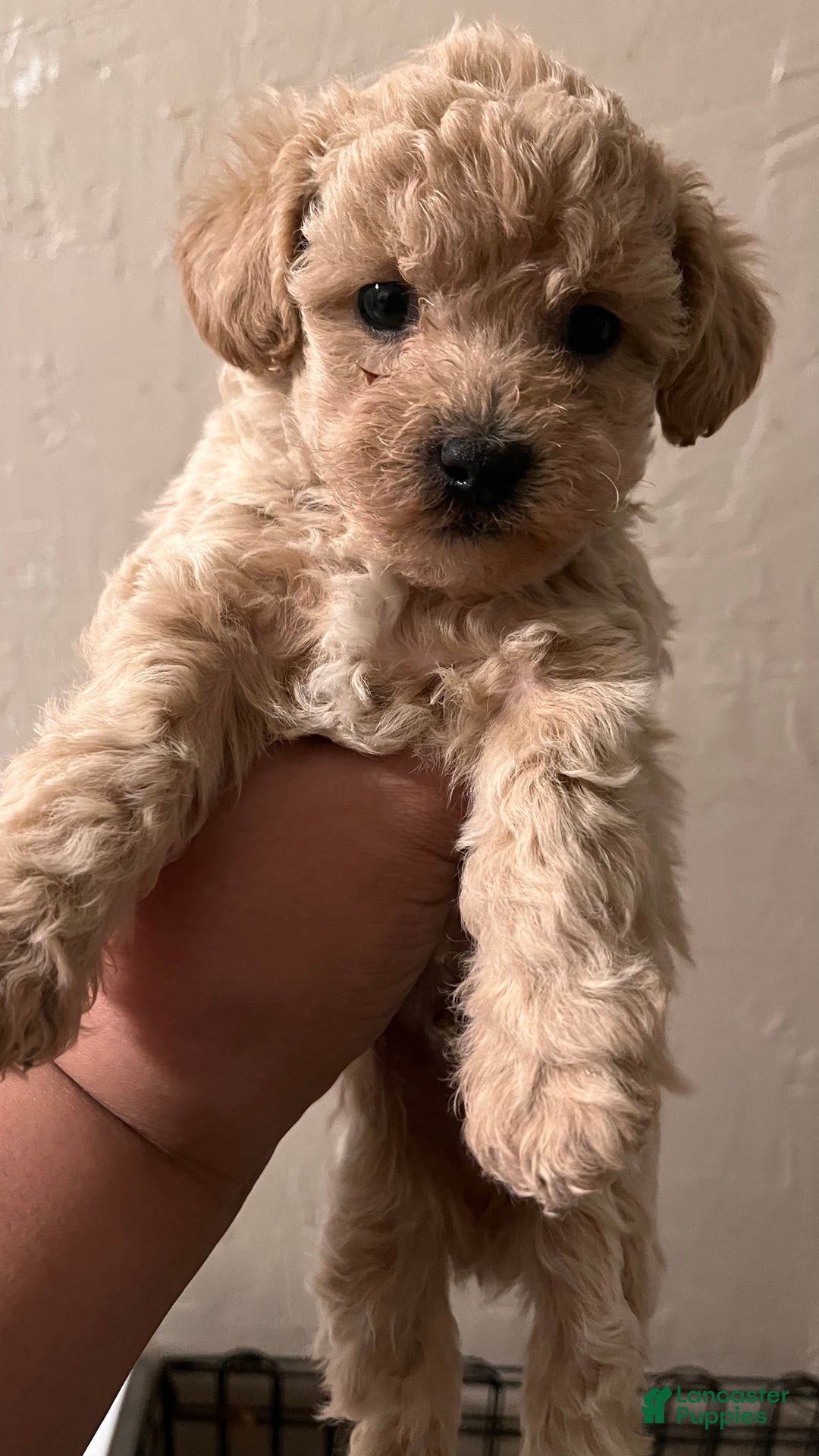 Bichpoo dogs for sale: Harlow - Ad 5