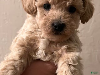 Bichpoo dogs Harlow - Ad 29