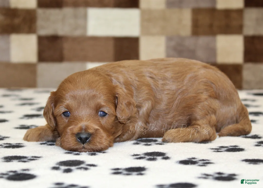 Cavapoo dogs for sale: Oscar - Ad 1