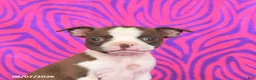Boston Terrier dogs for sale: Lottie - Ad 5