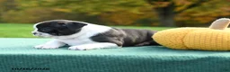 Boston Terrier dogs for sale: Nutella - Ad 5