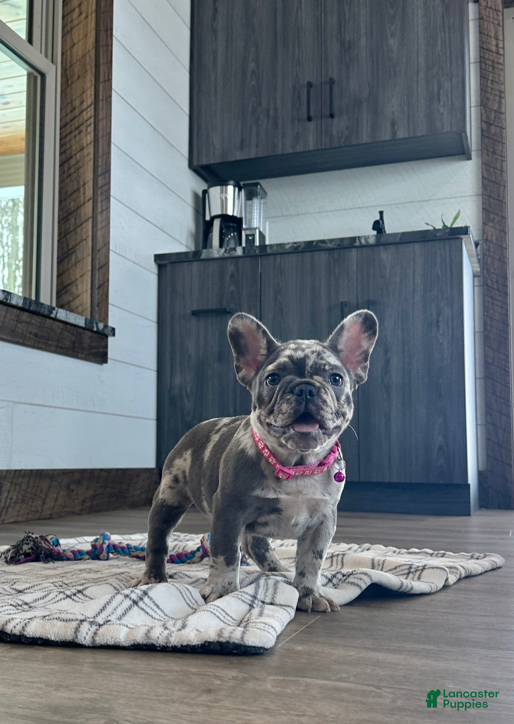 French Bulldog dogs Bailey - Ad 2
