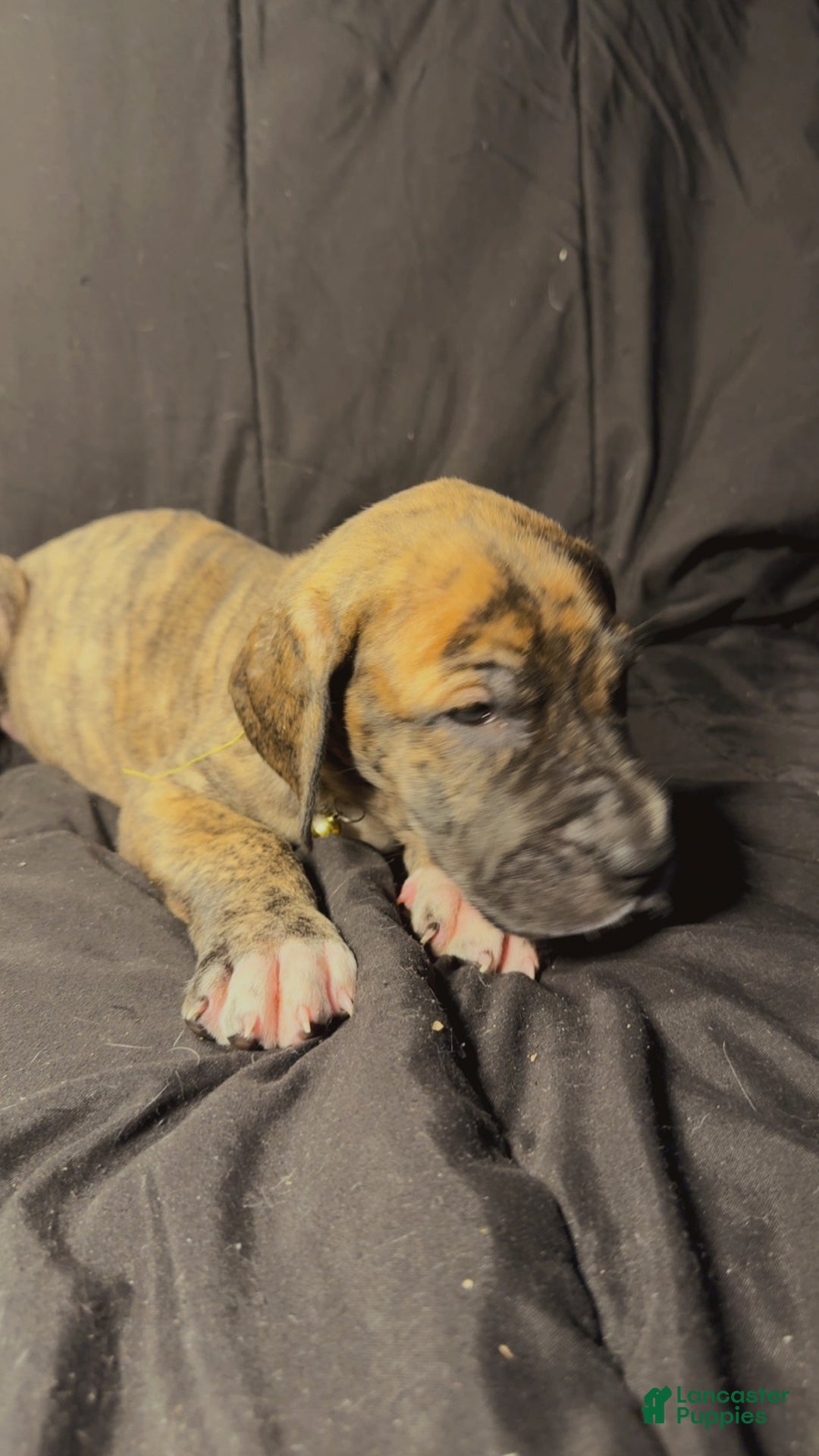 Great Dane dogs for sale: Francine - Ad 8