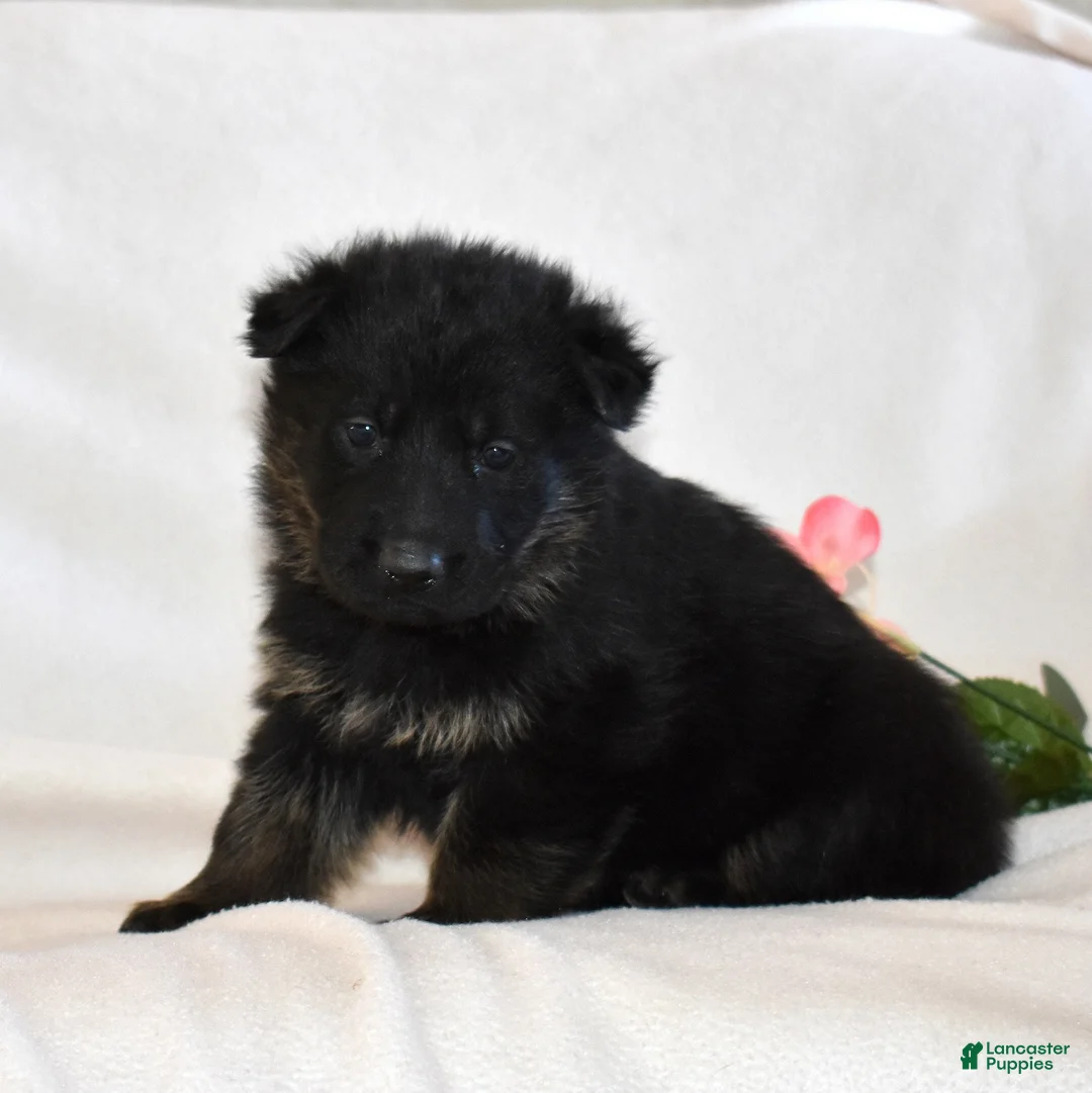 German Shepherd dogs for sale: Sky - Ad 3