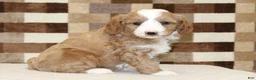 Mixed Breed dogs for sale: Fancy - Ad 4