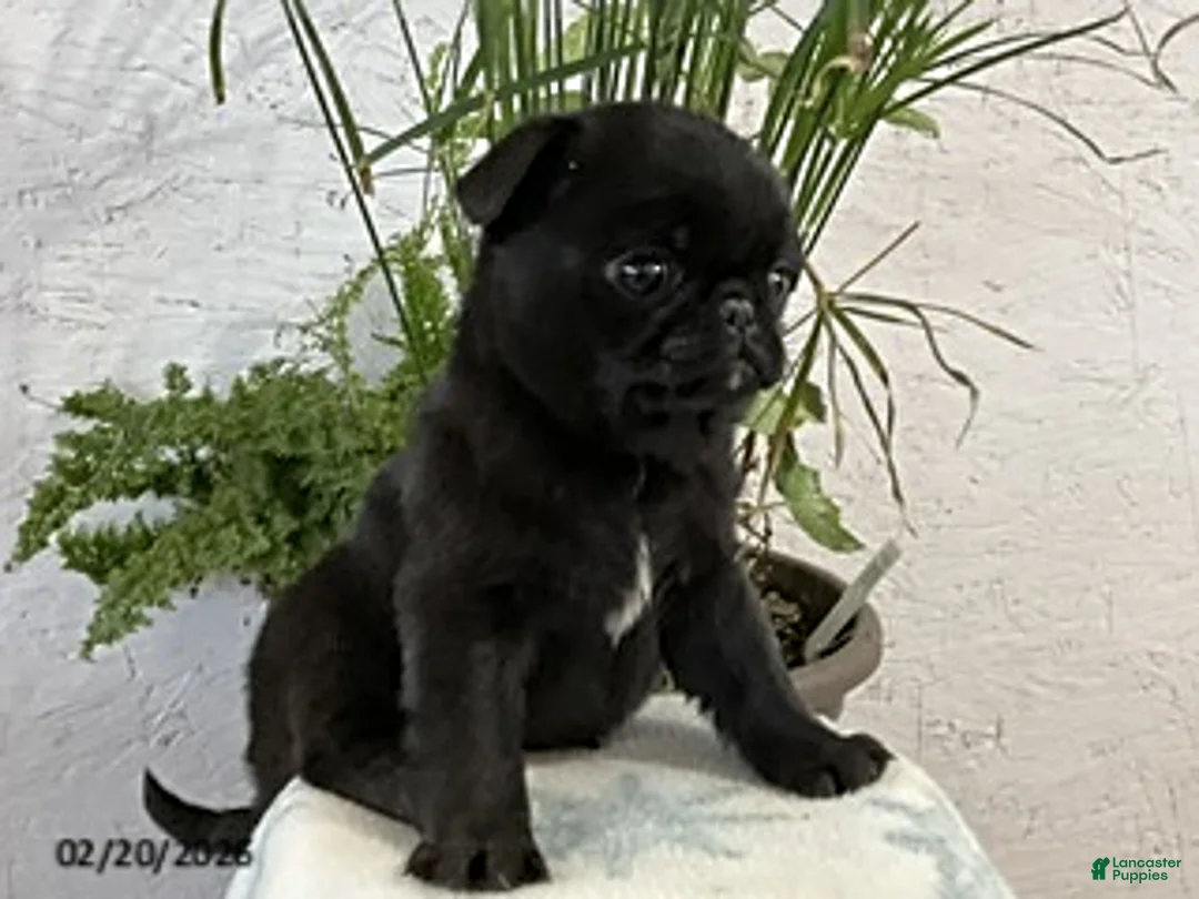 Pug dogs for sale: Cooper - Ad 3