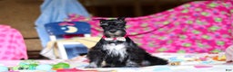 Miniature Schnauzer dogs for sale: Piper - Ad 1