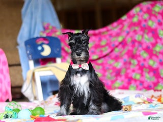 Miniature Schnauzer dogs Piper - Ad 3