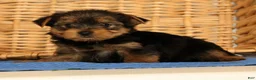 Yorkshire Terrier dogs for sale: Vinnie - Ad 3